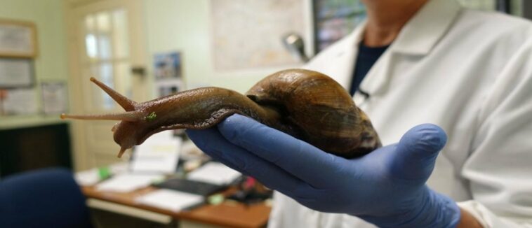 Airport staff discover 6 giant African snails in traveler’s suitcase