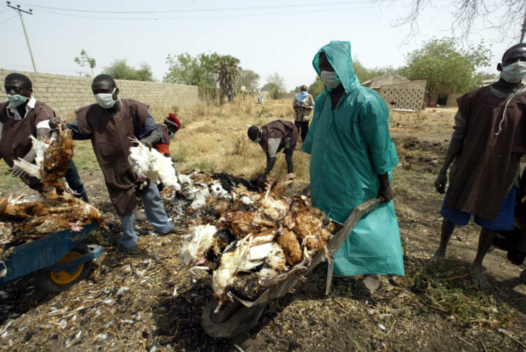 Bird flu: Nigeria is on major migratory bird routes, new strains keep appearing