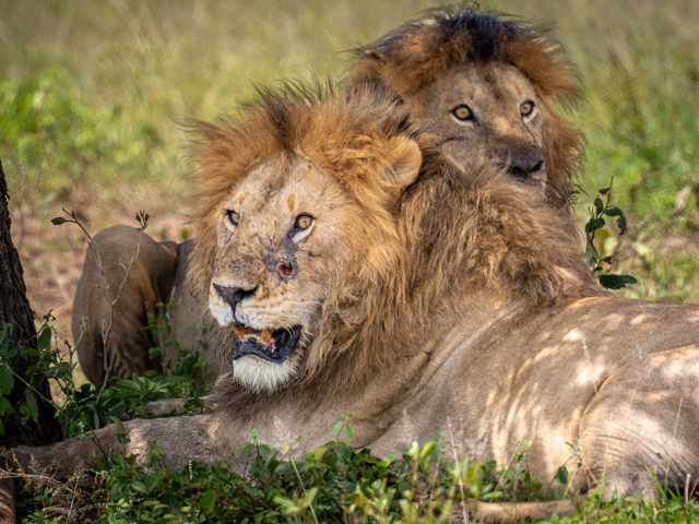 Ten lions found dead in suspected poisoning at Tanzania’s Ngorongoro reserve